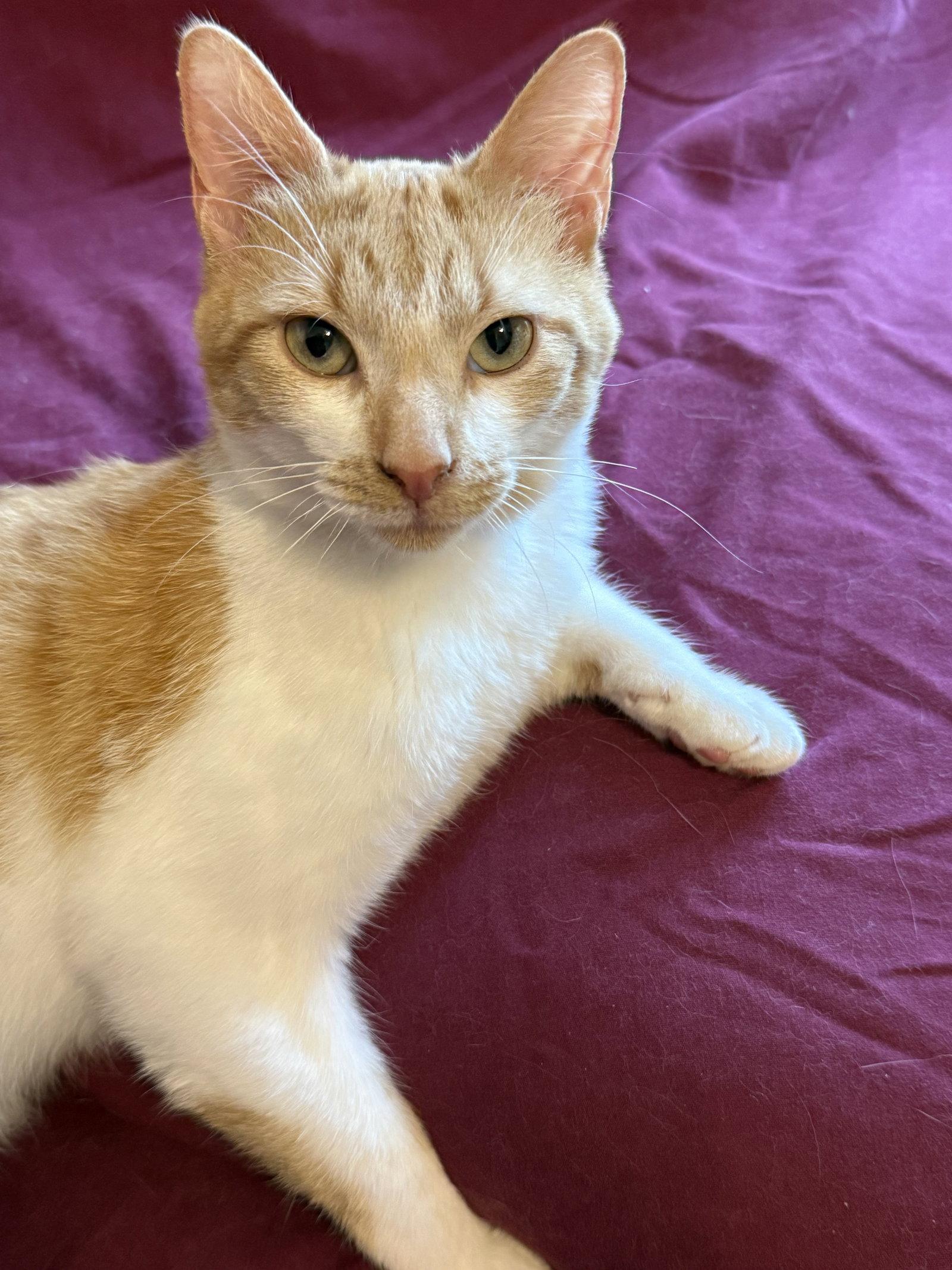 Enlarge Matthew, a Adoptable Domestic Short Hair in Reston, VA image 2/3