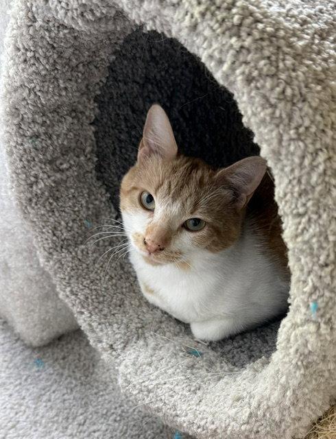 Enlarge Matthew, a Adoptable Domestic Short Hair in Reston, VA image 3/3