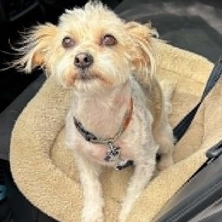 Nala, a ADOPTABLE mixed breed in Cherry Hill, NJ image 2/6