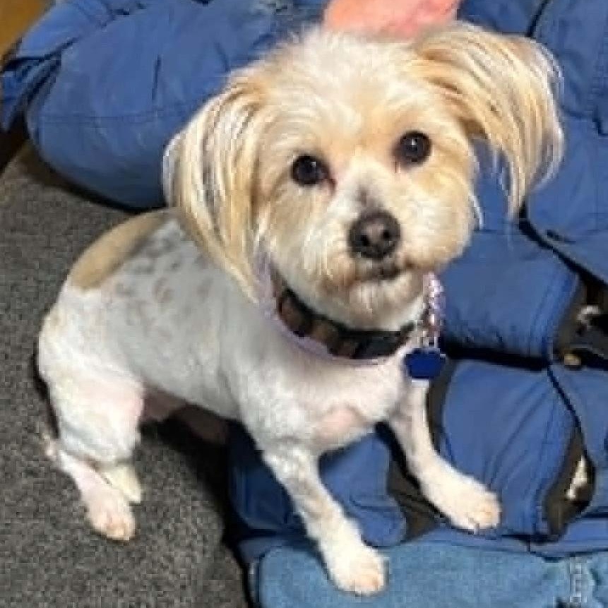 Nala, a ADOPTABLE mixed breed in Cherry Hill, NJ image 1/6