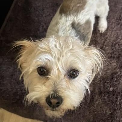 Nala, a ADOPTABLE mixed breed in Cherry Hill, NJ image 4/6