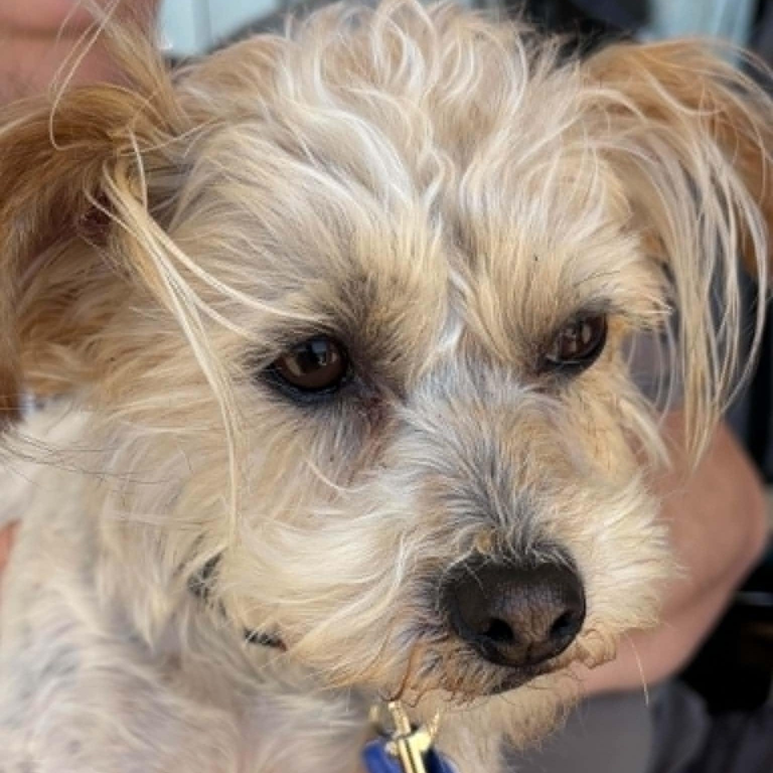 Nala, a ADOPTABLE mixed breed in Cherry Hill, NJ image 6/6