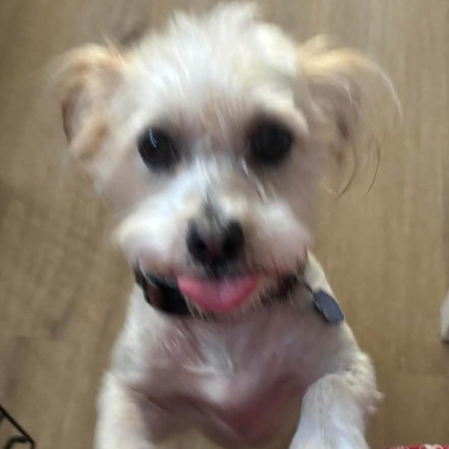 Nala, a ADOPTABLE mixed breed in Cherry Hill, NJ image 5/6