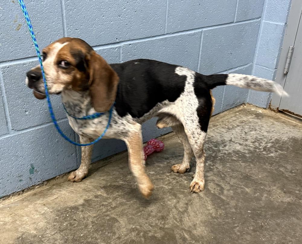 Reagle, Adoptable, Adult Male Beagle.