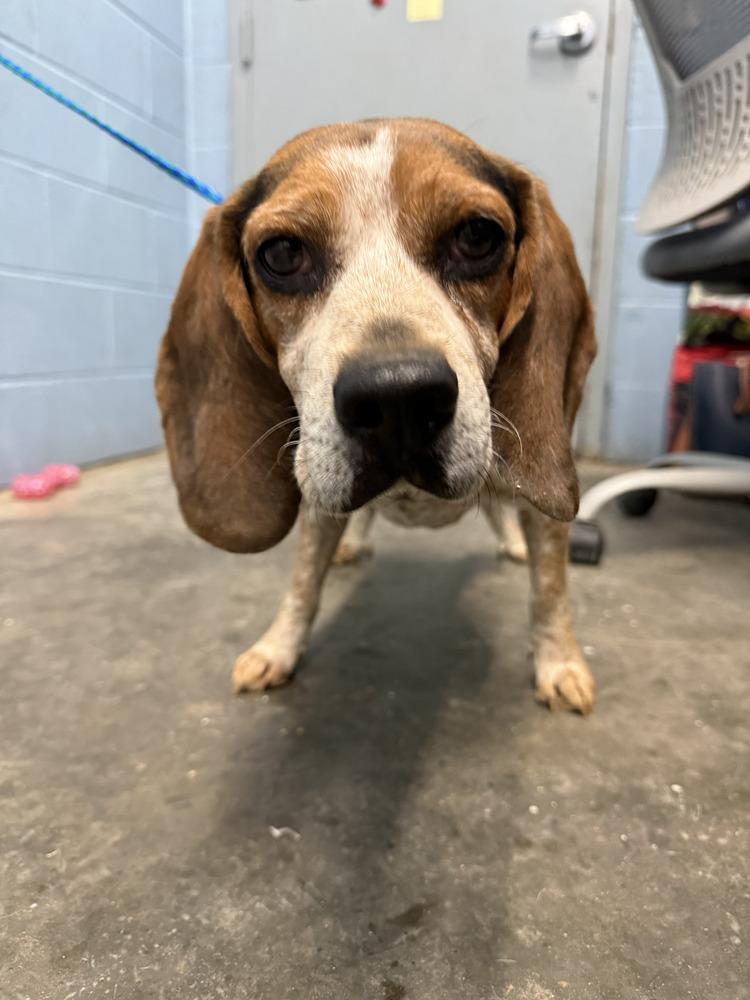 Enlarge Reagle, a Adoptable Beagle in Evansville, IN image 2/2