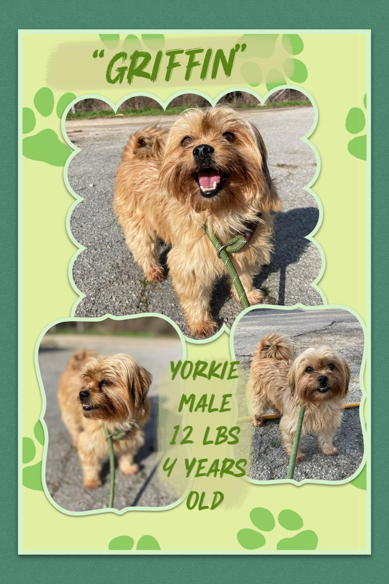 Enlarge “Griffin” , a ADOPTABLE Yorkshire Terrier in Totowa, NJ image 1/1