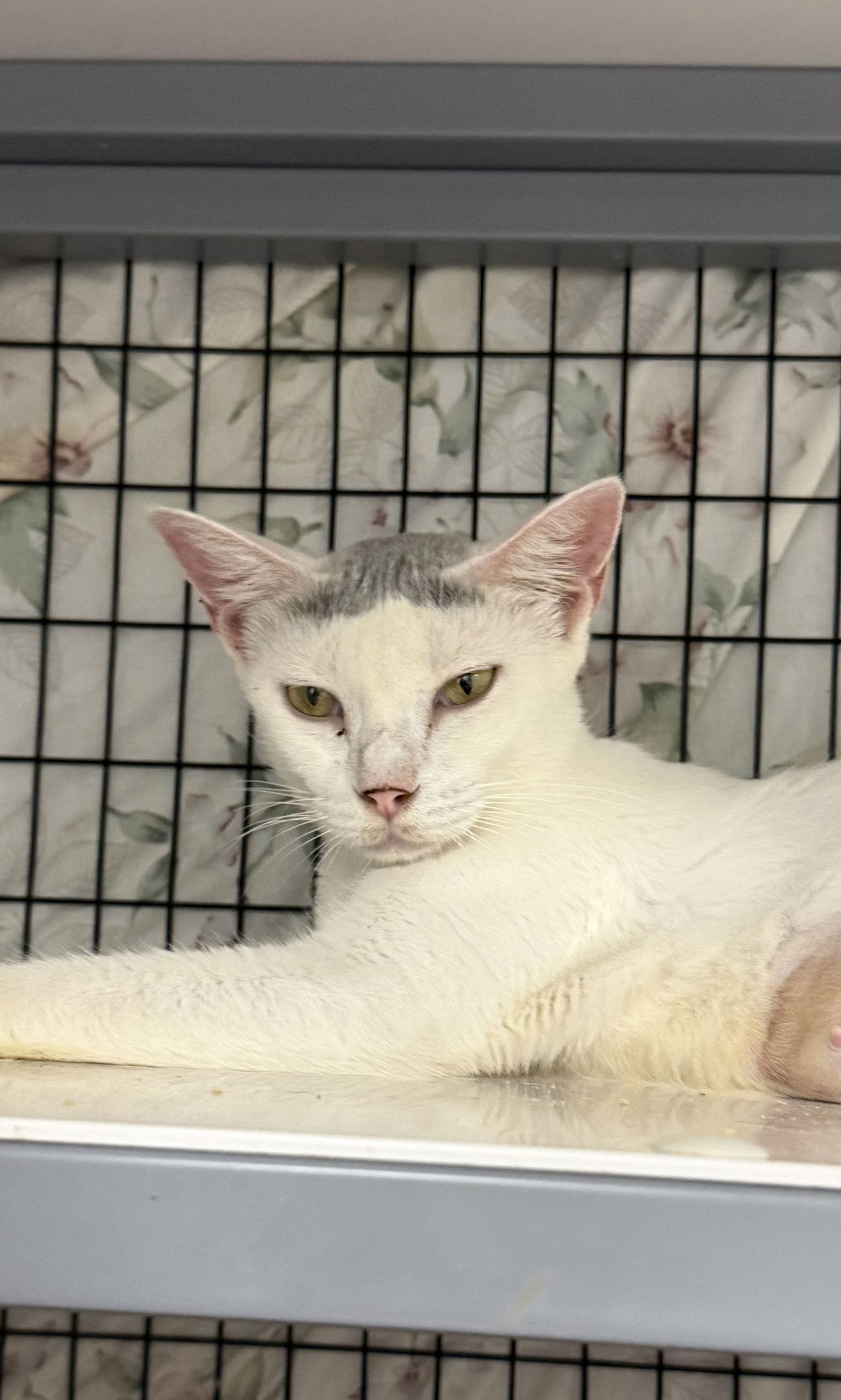 Enlarge Beanie CC, a Adopted Domestic Short Hair in Satellite Beach, FL image 1/1