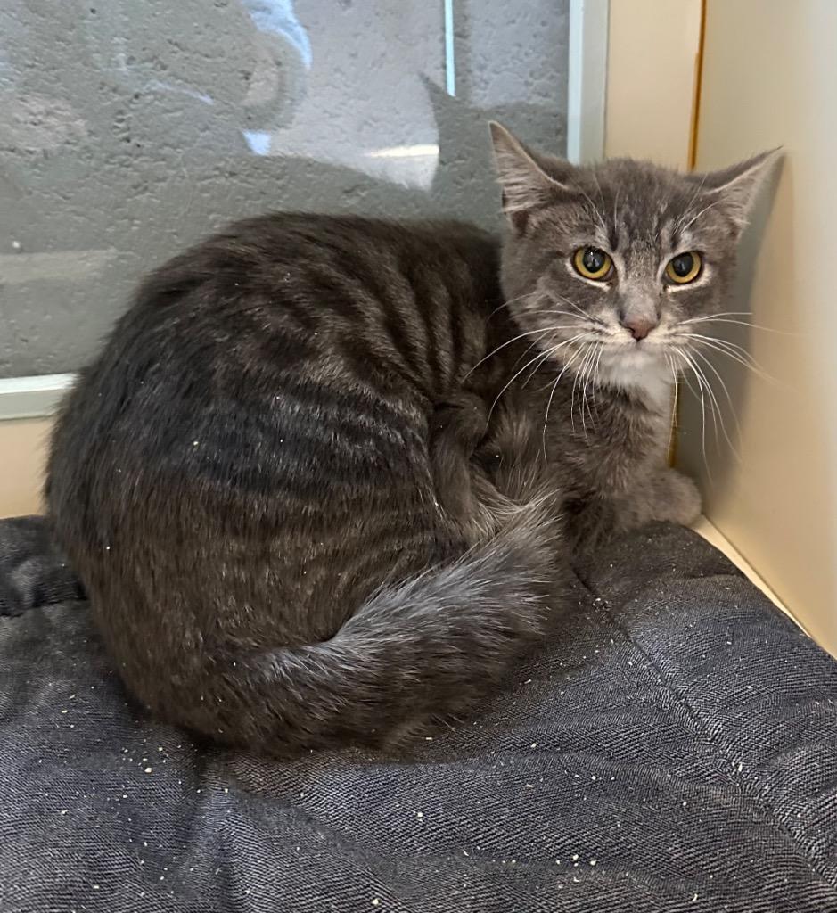 Enlarge Niblet, a Adoptable mixed breed in Newberg, OR image 1/1