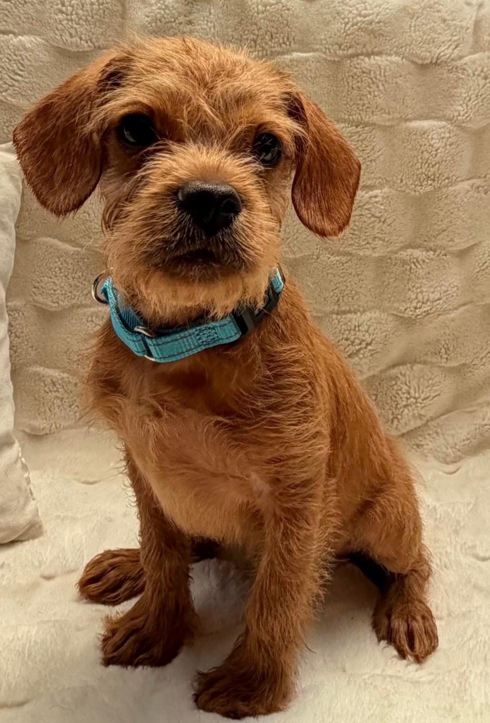 Toffee, adopted, Puppy Male Terrier & Mixed Breed.
