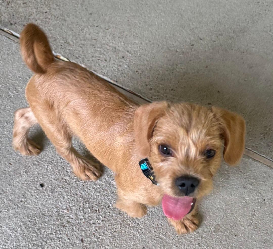 Enlarge Toffee, an adopted mixed breed in Knoxville, TN image 2/4