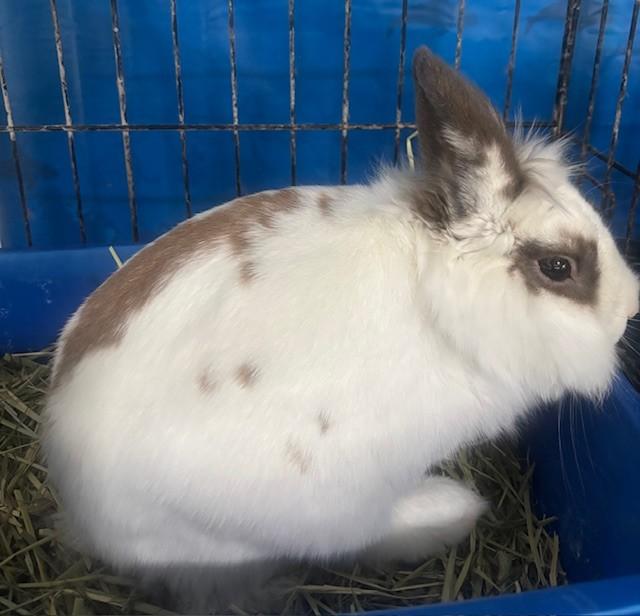 Enlarge Munchie, a Adoptable Lionhead in Navarre, FL image 2/3
