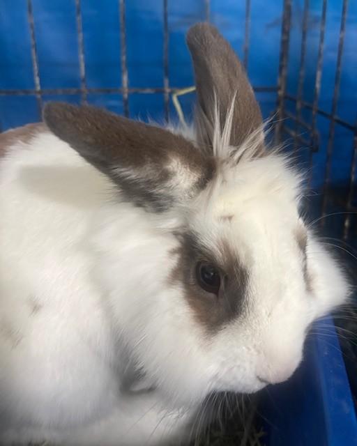 Enlarge Munchie, a Adoptable Lionhead in Navarre, FL image 3/3