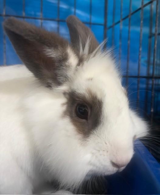 Enlarge Munchie, a Adoptable Lionhead in Navarre, FL image 1/3