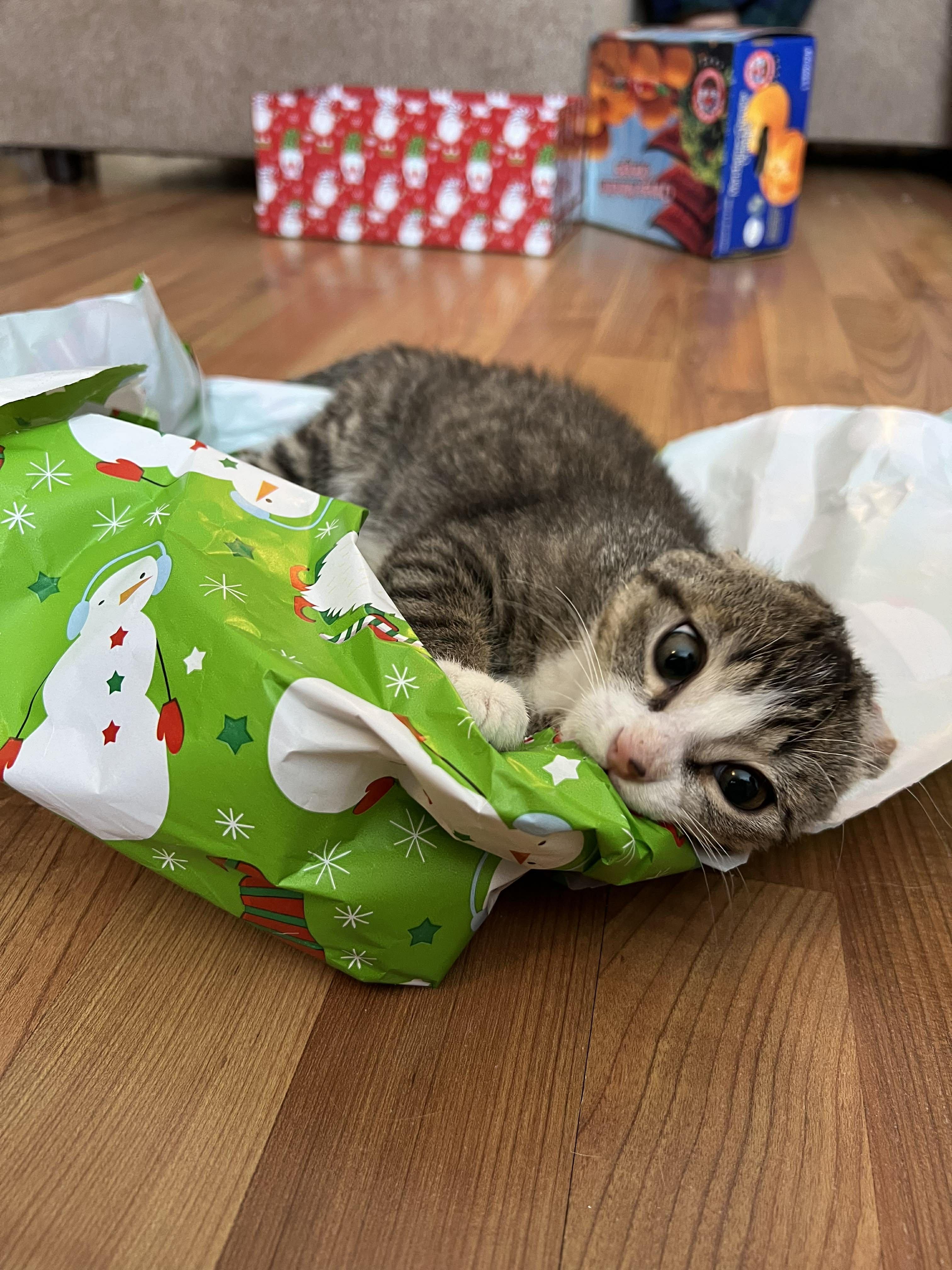 Koa, Adopted, Young Male Domestic Medium Hair.