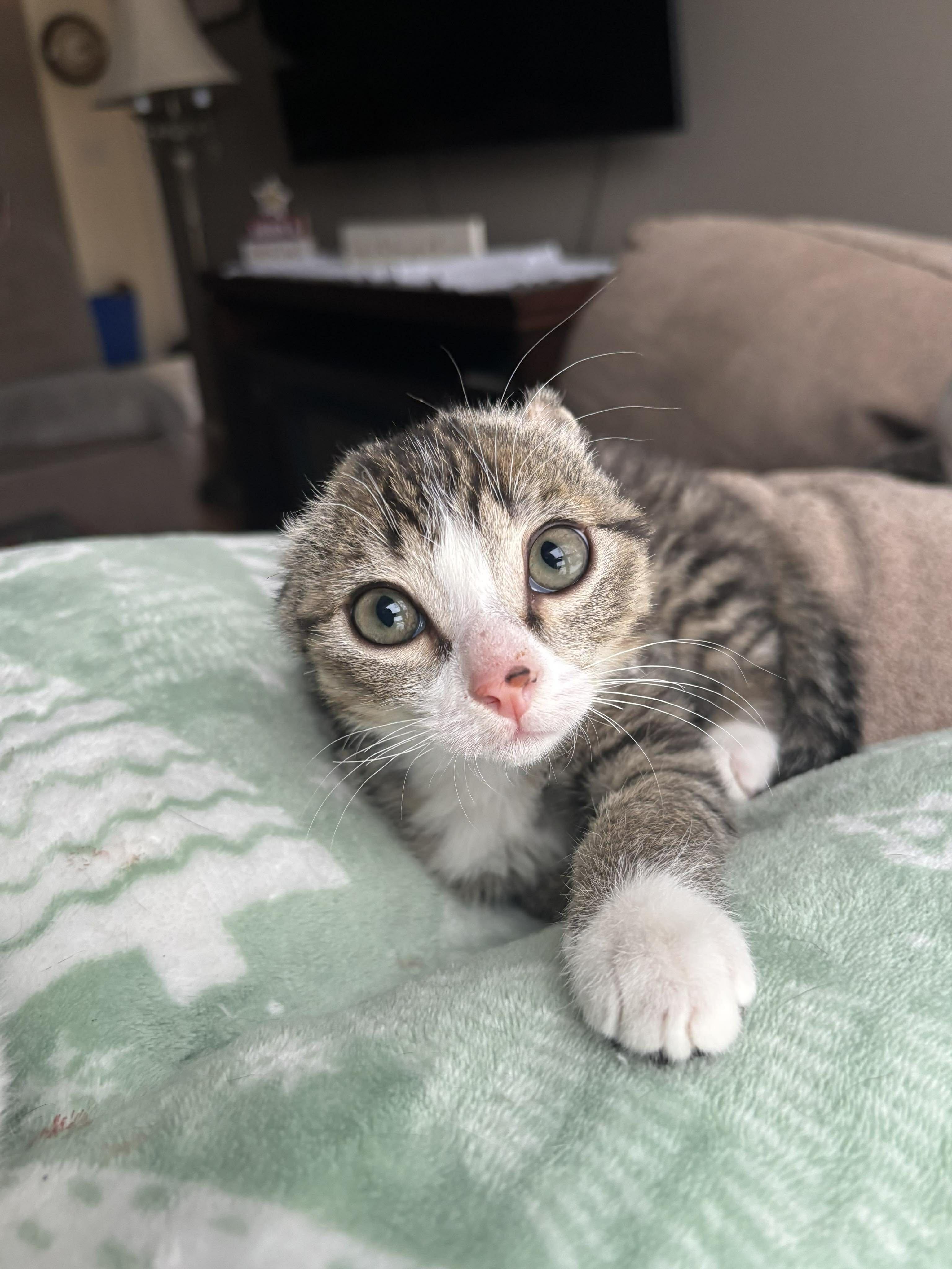 Koa, a Adopted mixed breed in Steinbach, MB image 2/6