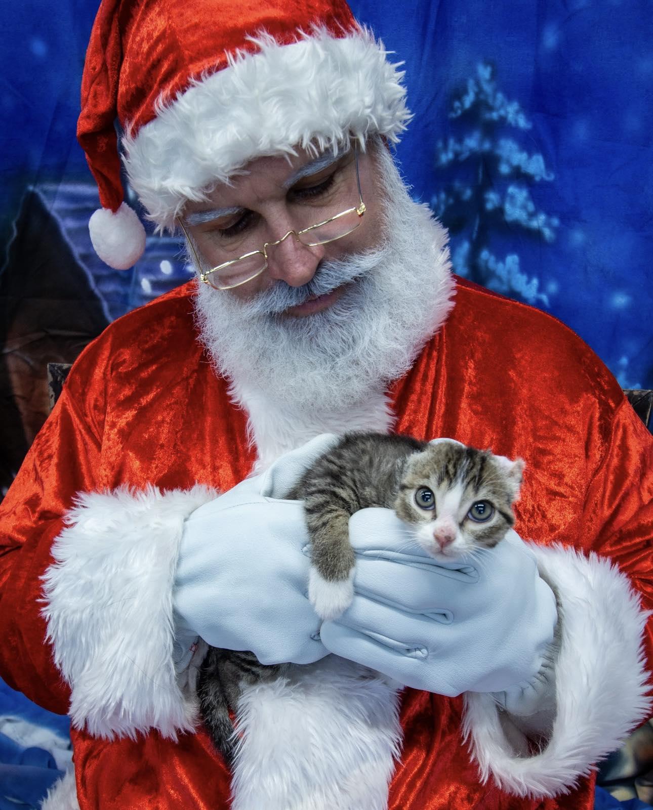 Koa, a Adopted mixed breed in Steinbach, MB image 3/6