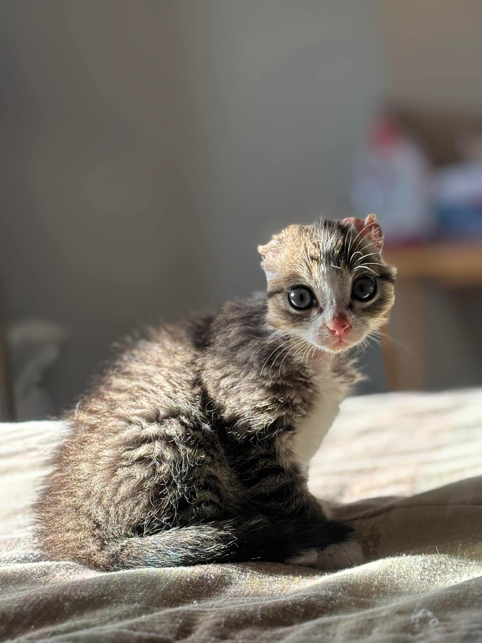 Koa, a Adopted mixed breed in Steinbach, MB image 4/6