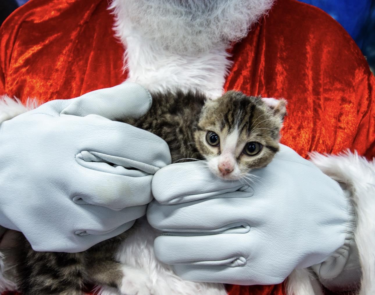 Koa, a Adopted mixed breed in Steinbach, MB image 5/6