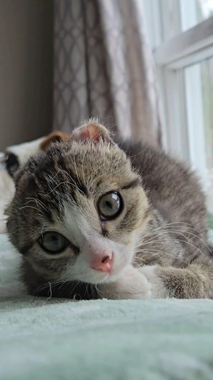 Koa, a Adopted mixed breed in Steinbach, MB image 6/6