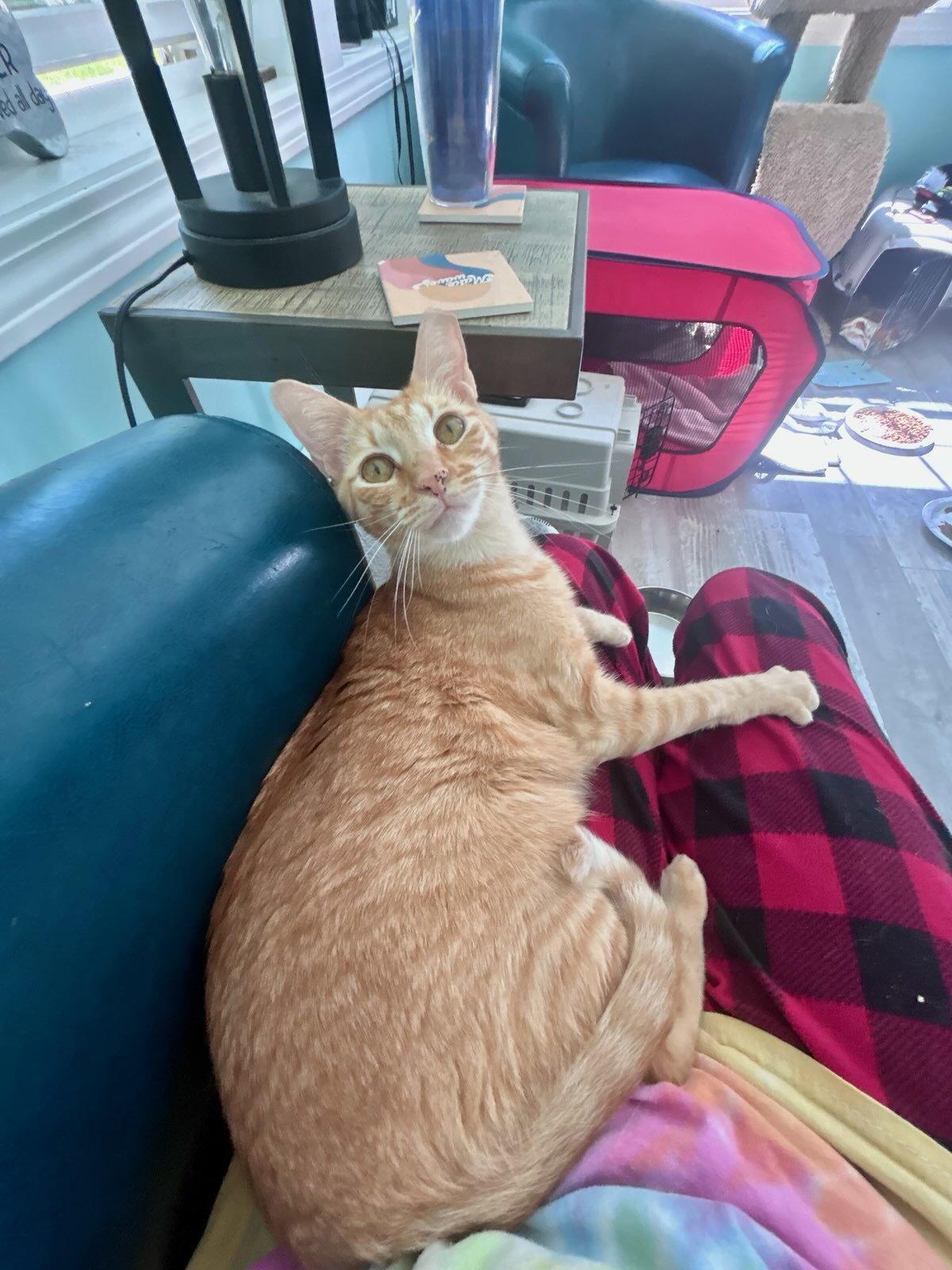 Delilah Rose, a Adoptable Domestic Short Hair in East Derry, NH image 2/3
