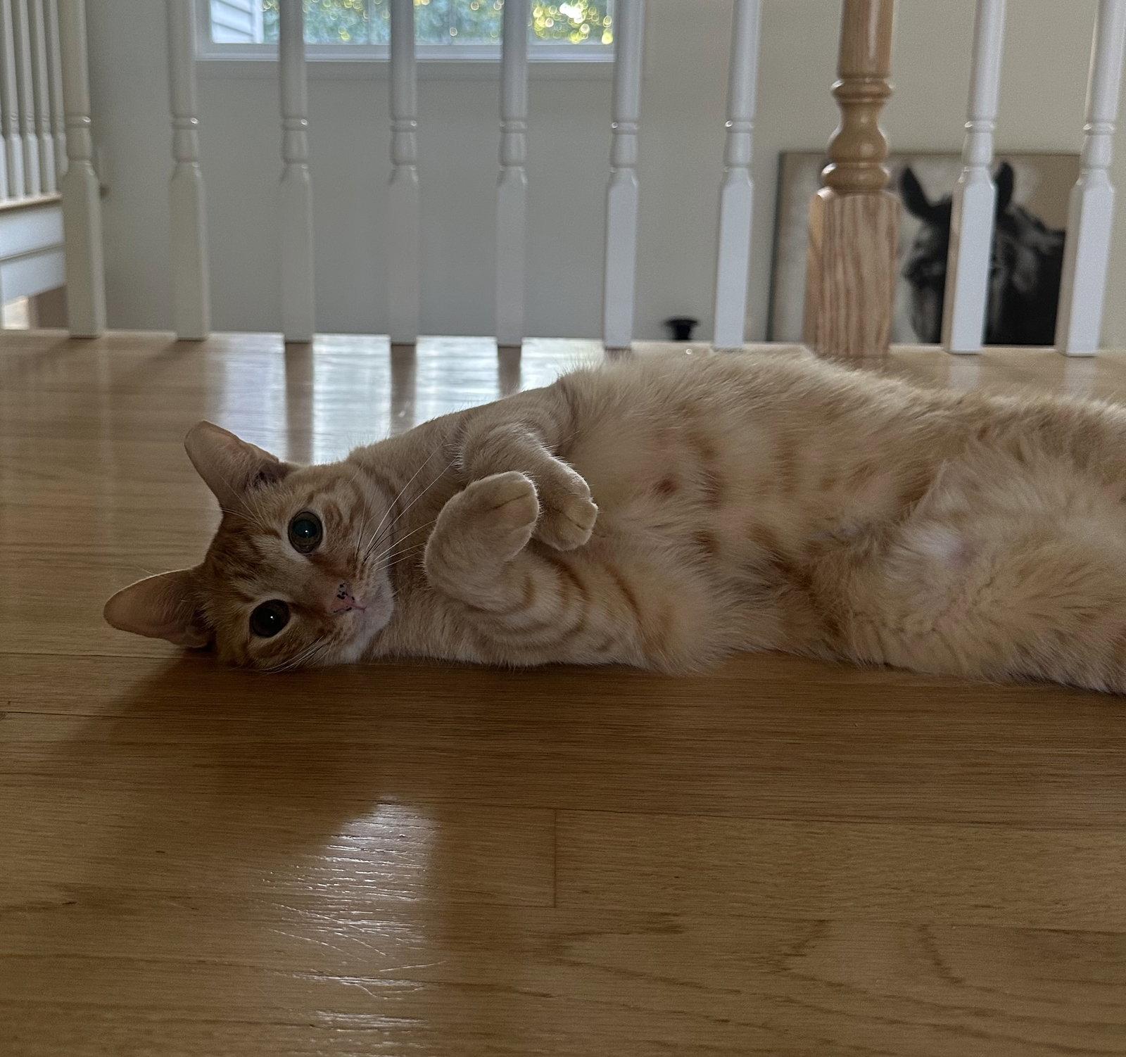 Enlarge Delilah Rose, a Adoptable Domestic Short Hair in East Derry, NH image 1/3