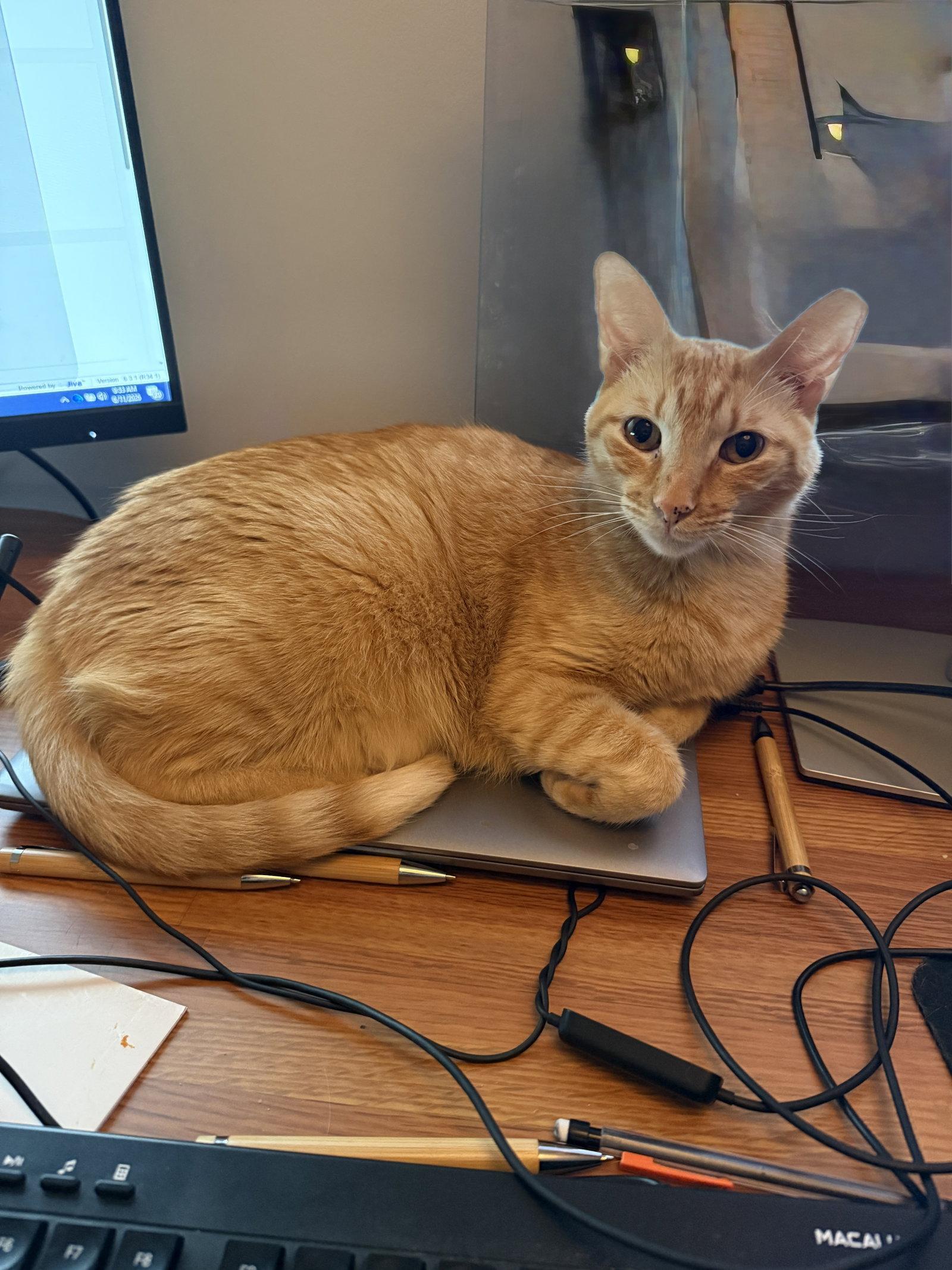 Delilah Rose, a Adoptable Domestic Short Hair in East Derry, NH image 3/3