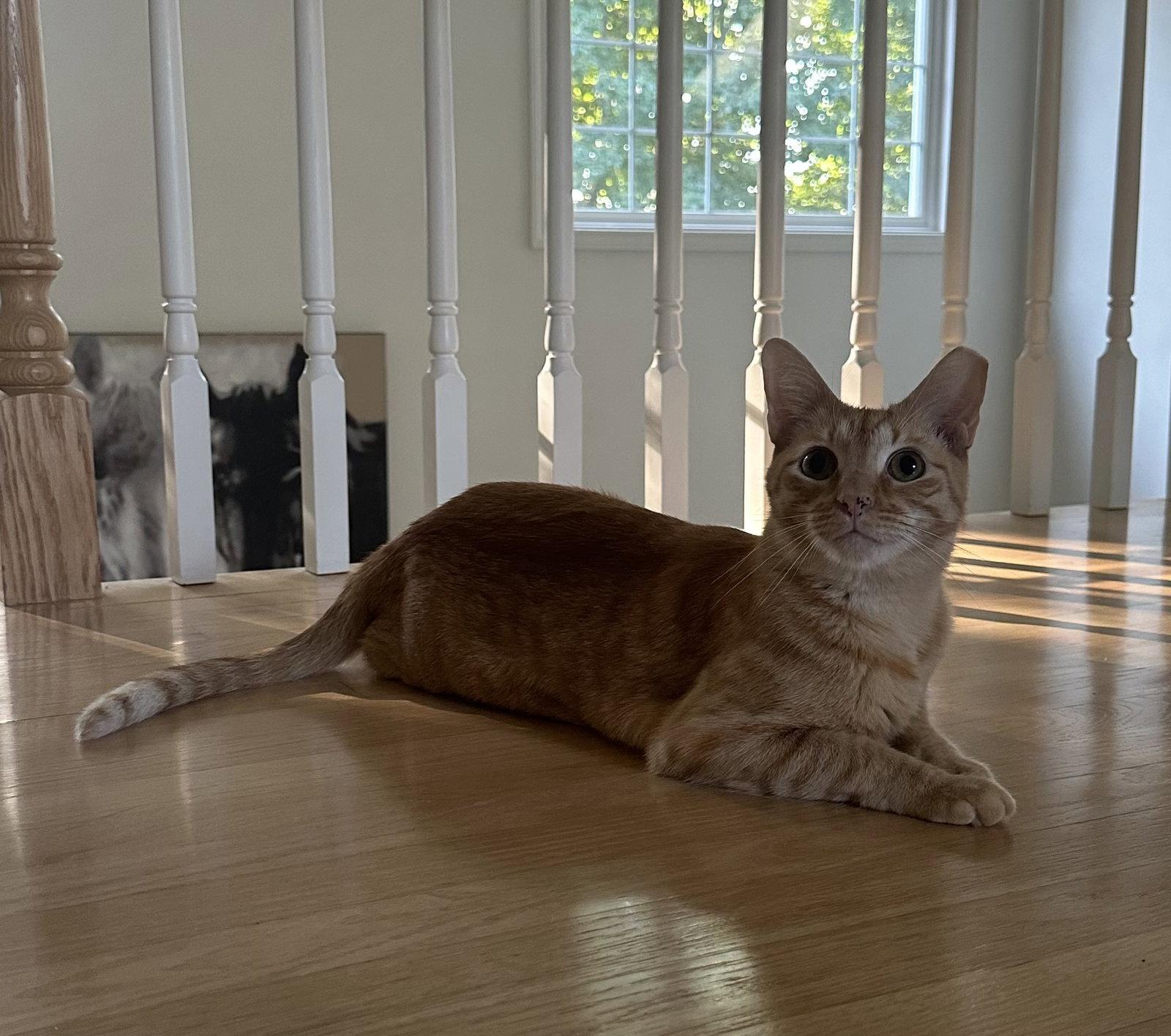 Enlarge Delilah Rose, a Adoptable Domestic Short Hair in East Derry, NH image 3/3