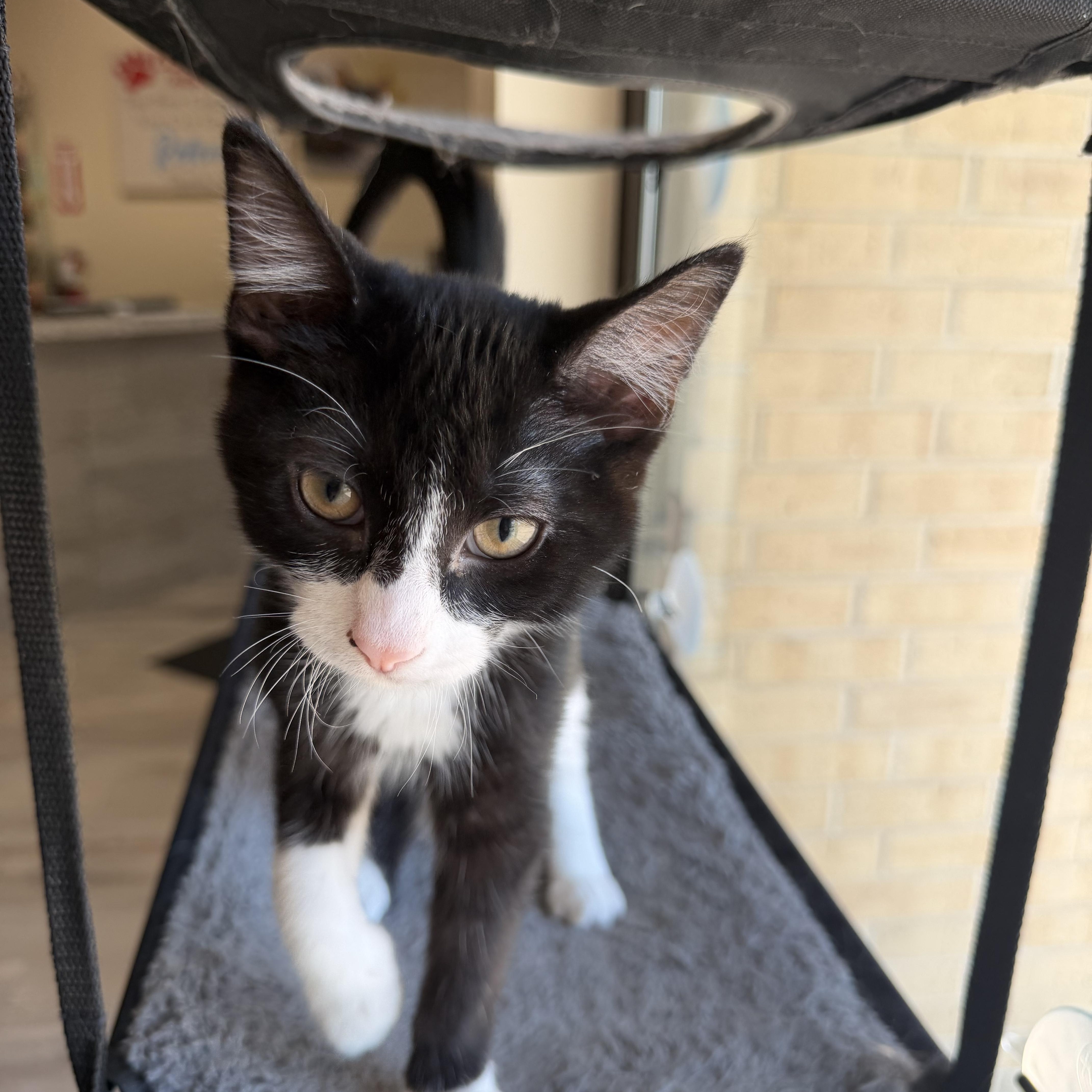 Enlarge Alex, a ADOPTABLE Domestic Short Hair in Madison, WI image 3/4