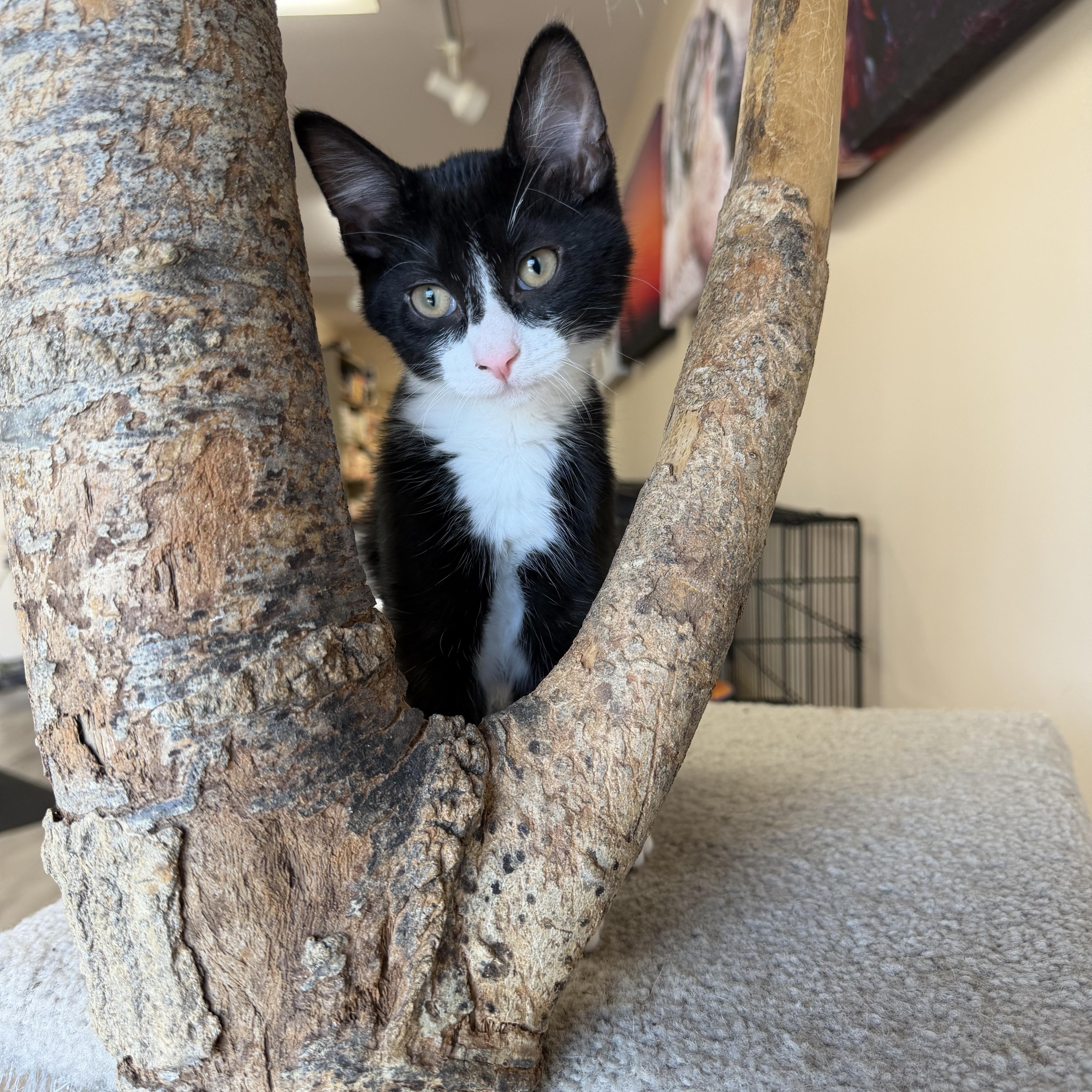 Enlarge Alex, a ADOPTABLE Domestic Short Hair in Madison, WI image 1/4