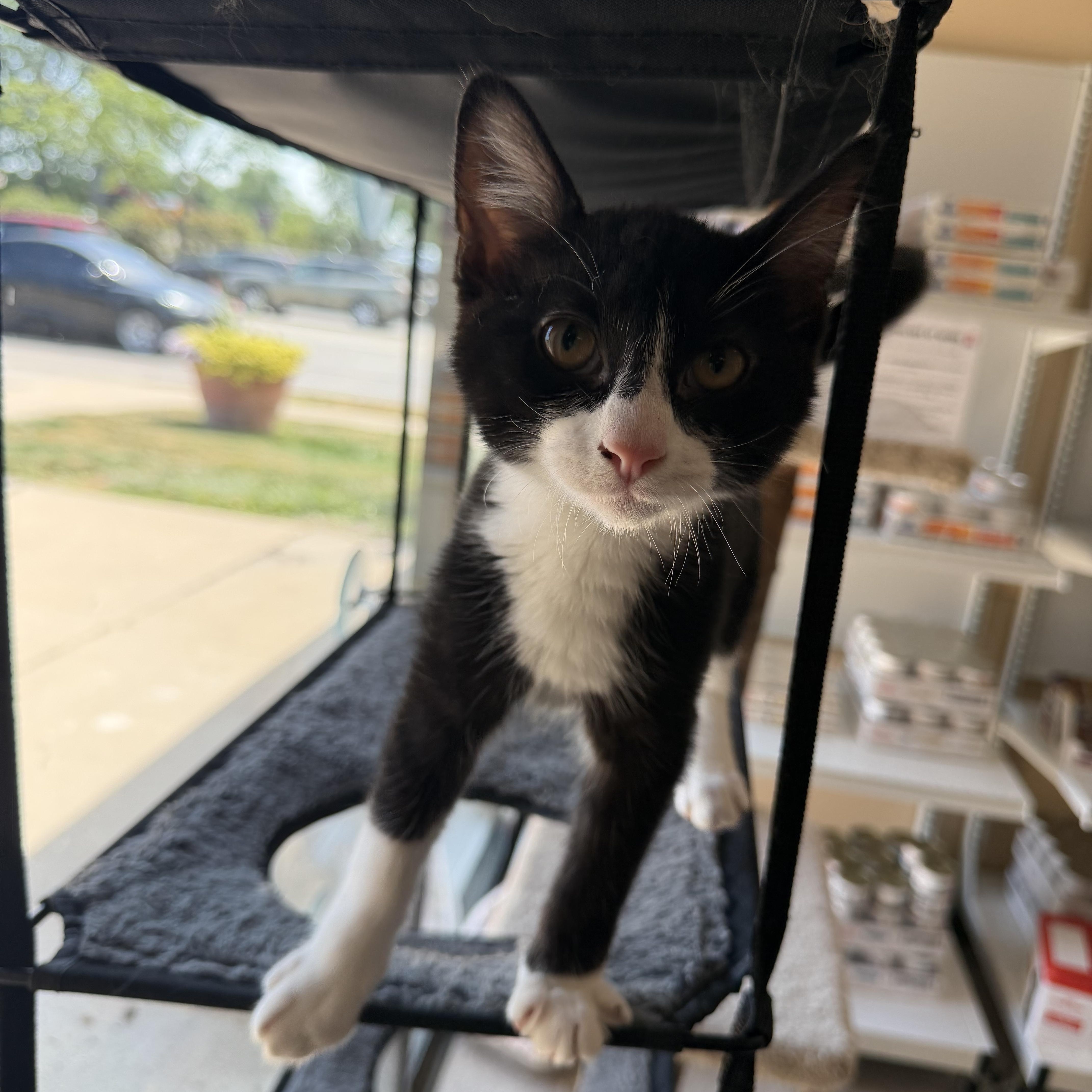 Enlarge Alex, a ADOPTABLE Domestic Short Hair in Madison, WI image 4/4