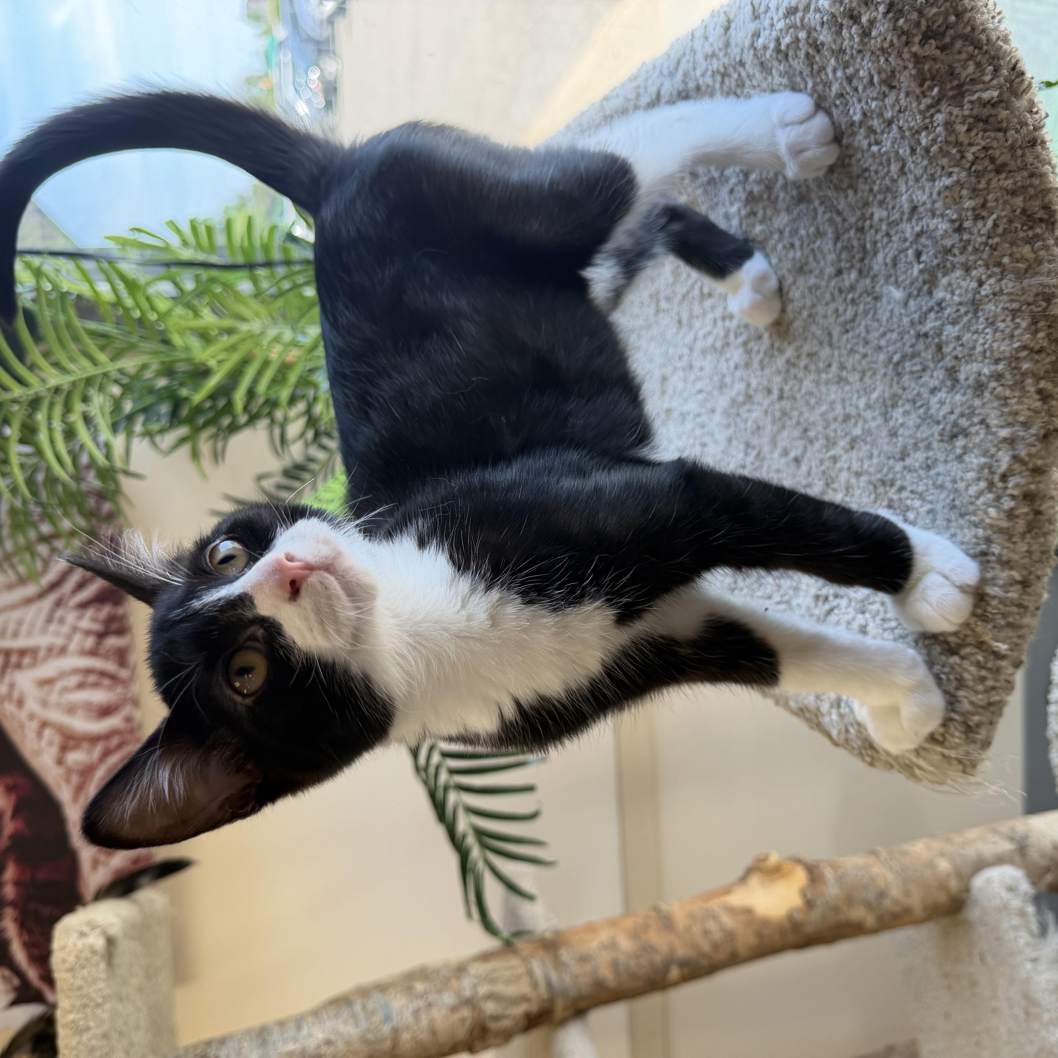 Enlarge Alex, a ADOPTABLE Domestic Short Hair in Madison, WI image 2/4