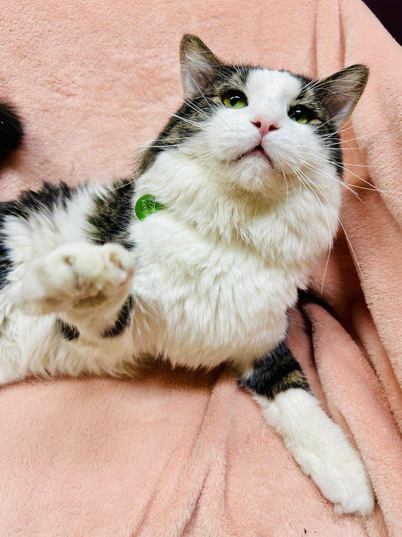 Enlarge Keegan , an adopted Domestic Short Hair in Alexandria, MN image 3/3