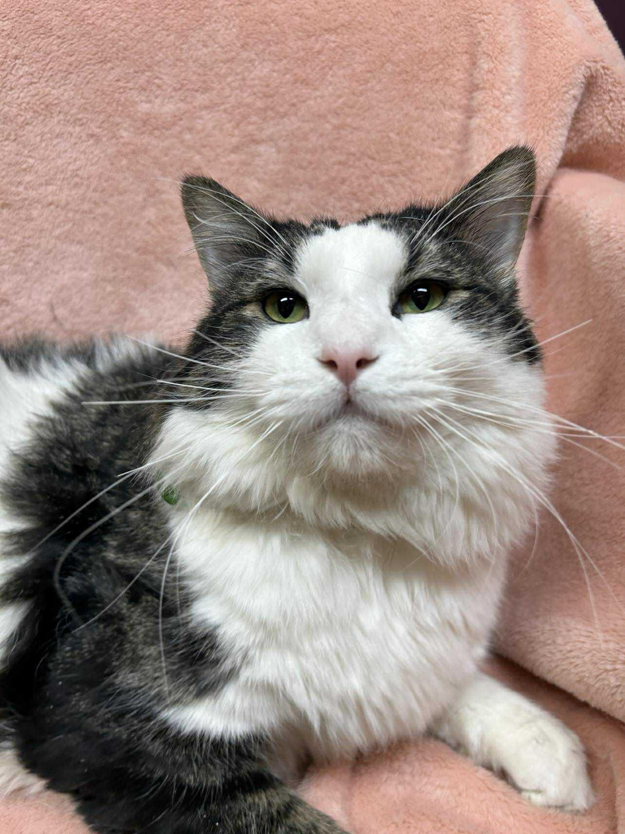 Keegan , adopted, Adult Male Domestic Short Hair.