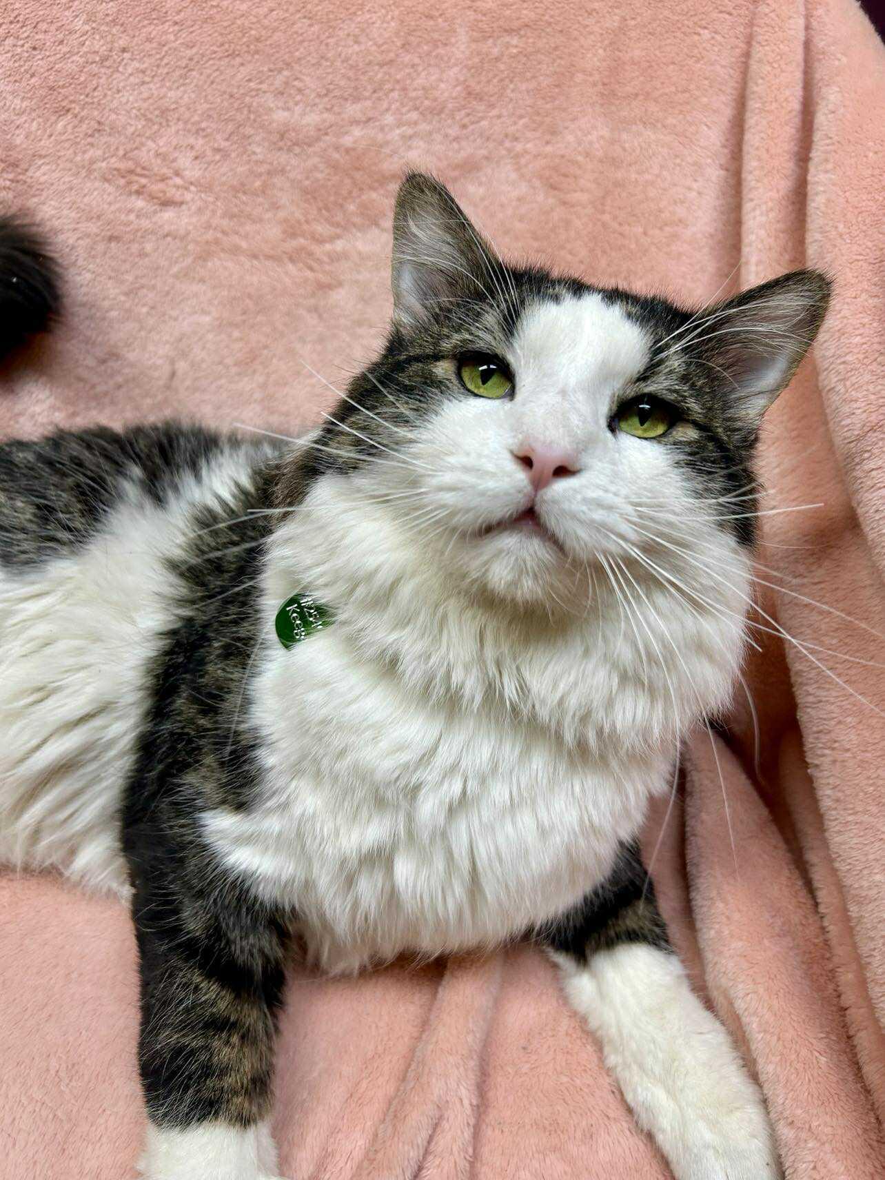 Enlarge Keegan , an adopted Domestic Short Hair in Alexandria, MN image 2/3