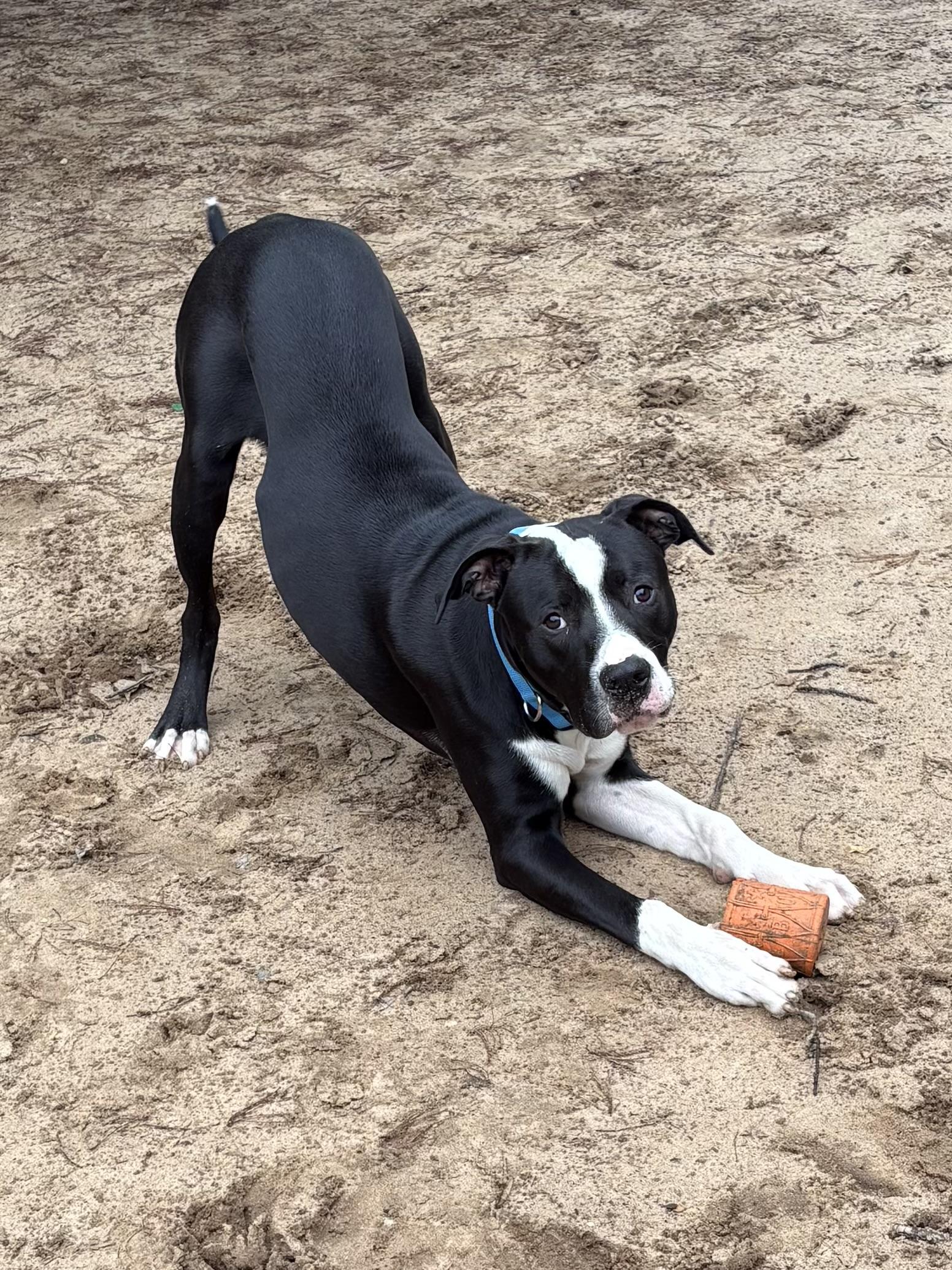 Angus photo 3