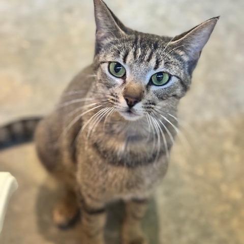 Penny, Adoptable, Young Female Domestic Short Hair.
