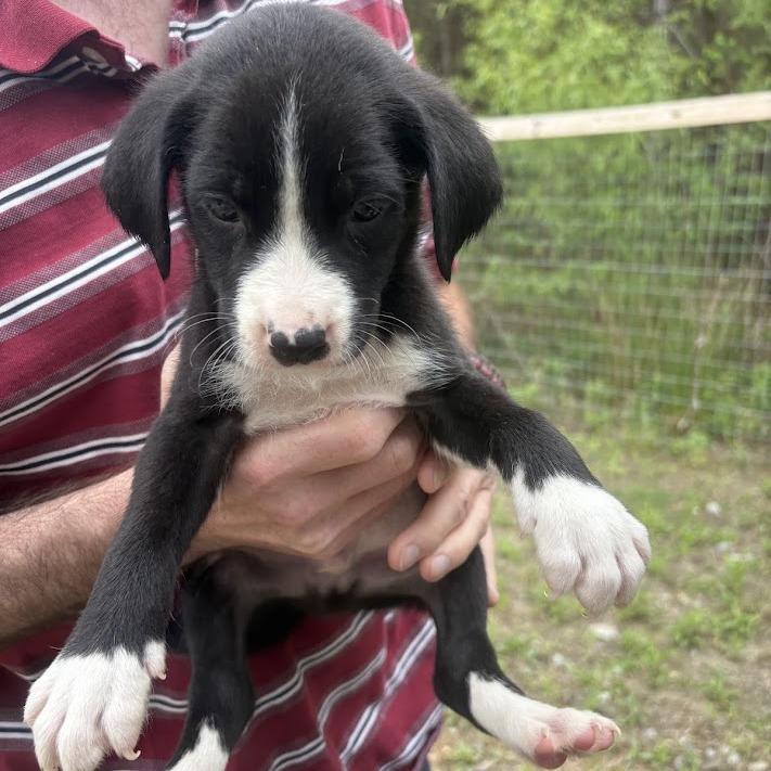 Enlarge The Kinks, a Adoptable mixed breed in North Charleston, SC image 1/3