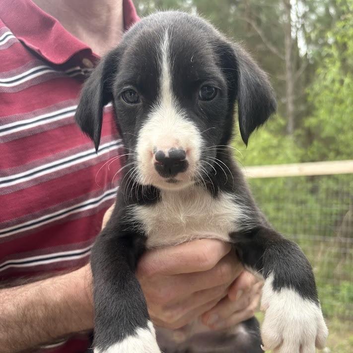 Enlarge The Kinks, a Adoptable mixed breed in North Charleston, SC image 2/3