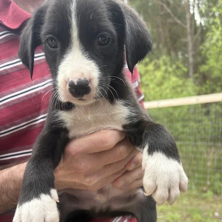 Enlarge The Kinks, a Adoptable mixed breed in North Charleston, SC image 3/3