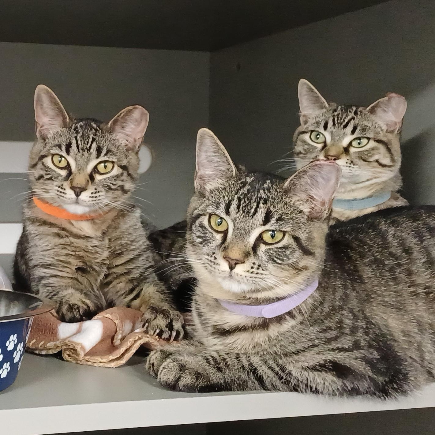 Enlarge Penelope, a ADOPTABLE Domestic Short Hair in Renton , WA image 6/6