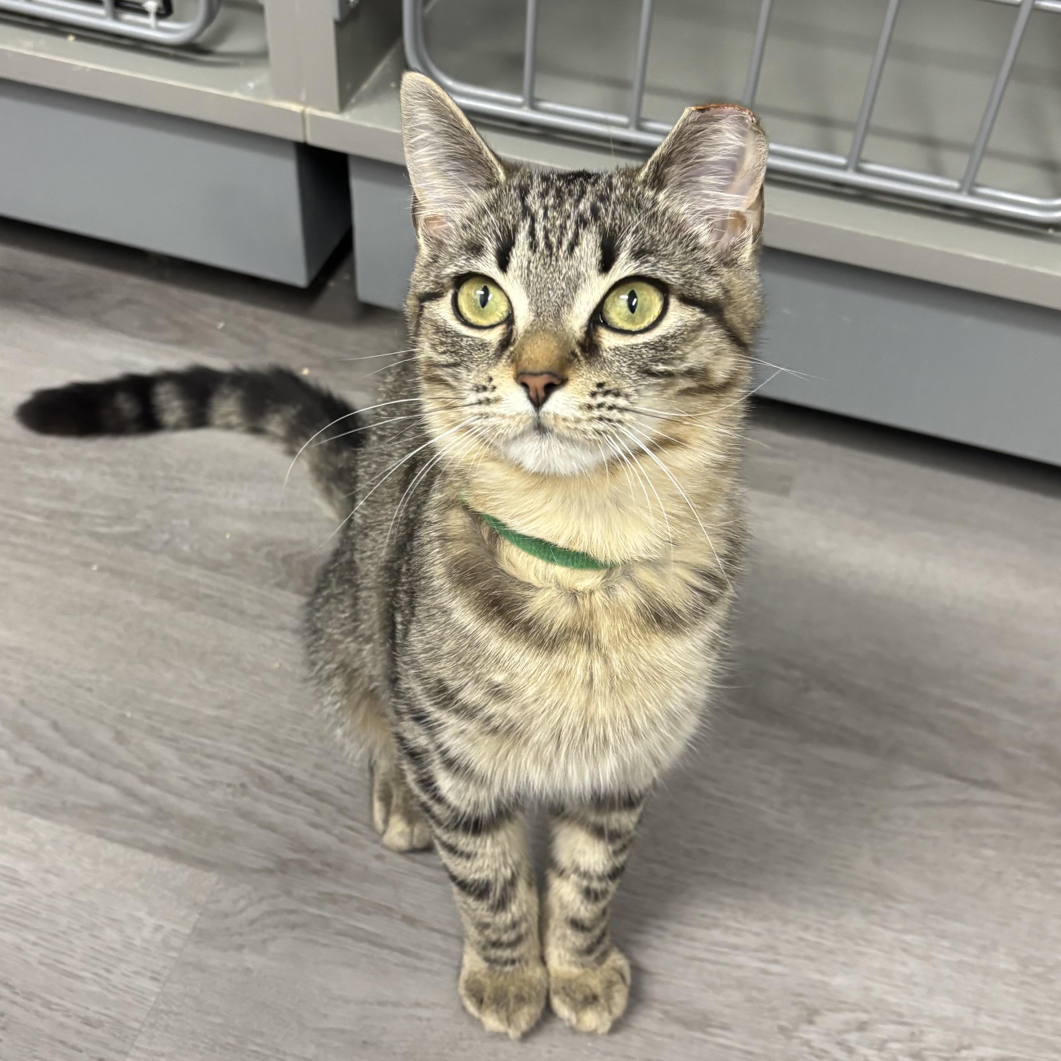 Penelope, ADOPTABLE, Kitten Female Domestic Short Hair.