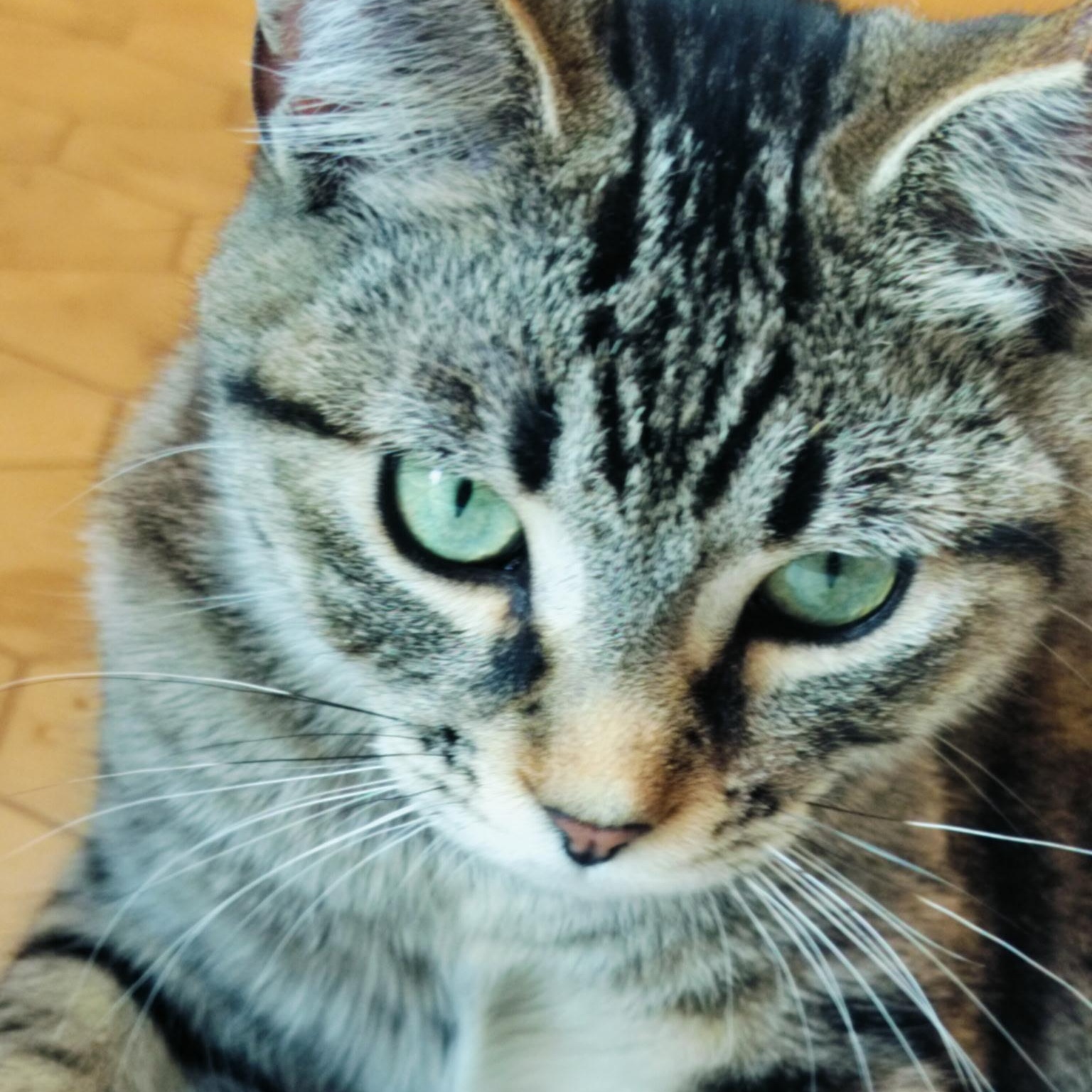 Enlarge Penelope, a ADOPTABLE Domestic Short Hair in Renton , WA image 2/6