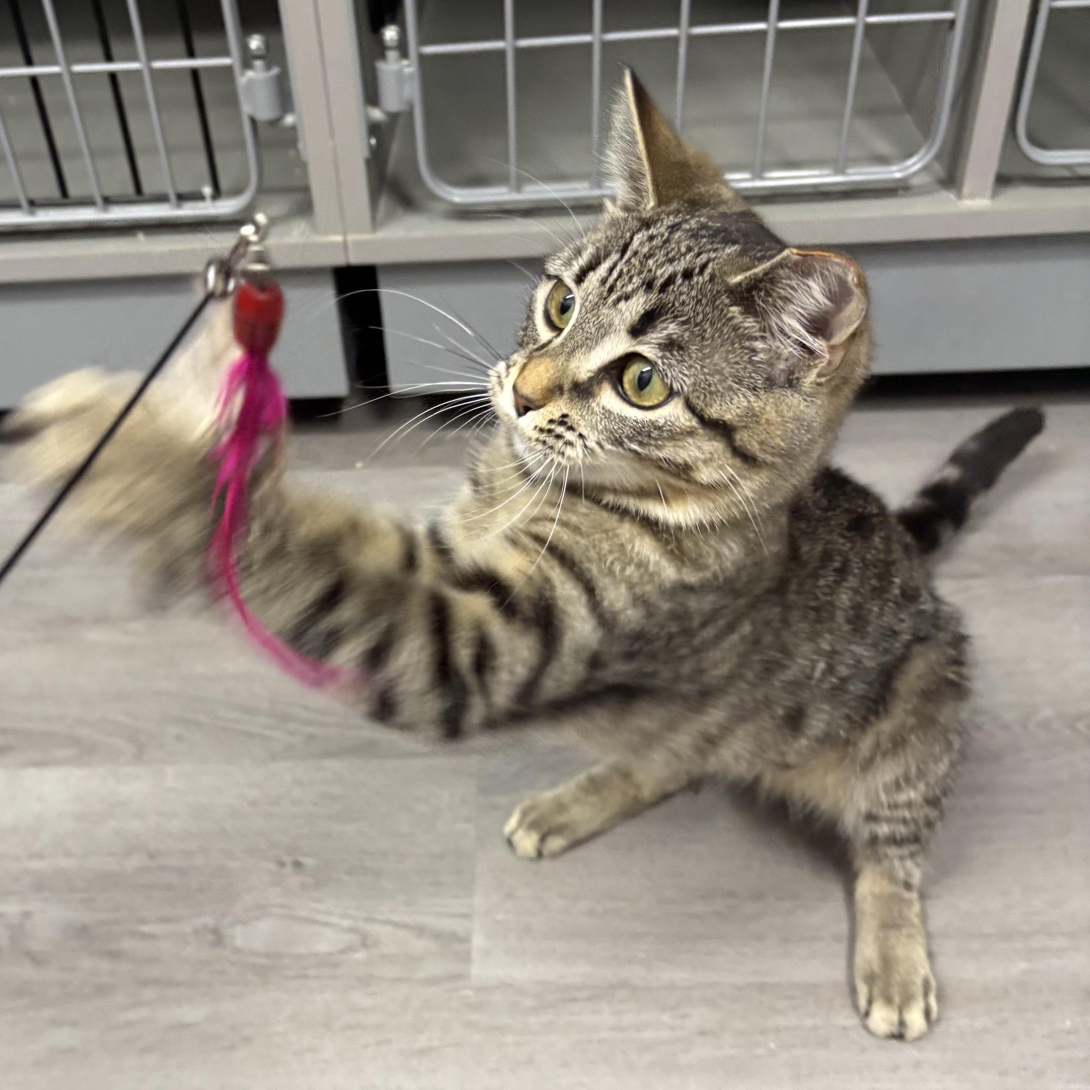 Enlarge Penelope, a ADOPTABLE Domestic Short Hair in Renton , WA image 3/6