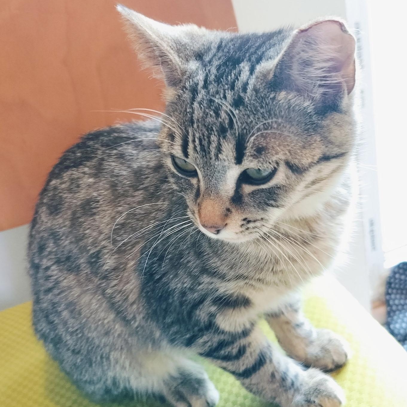 Enlarge Penelope, a ADOPTABLE Domestic Short Hair in Renton , WA image 5/6