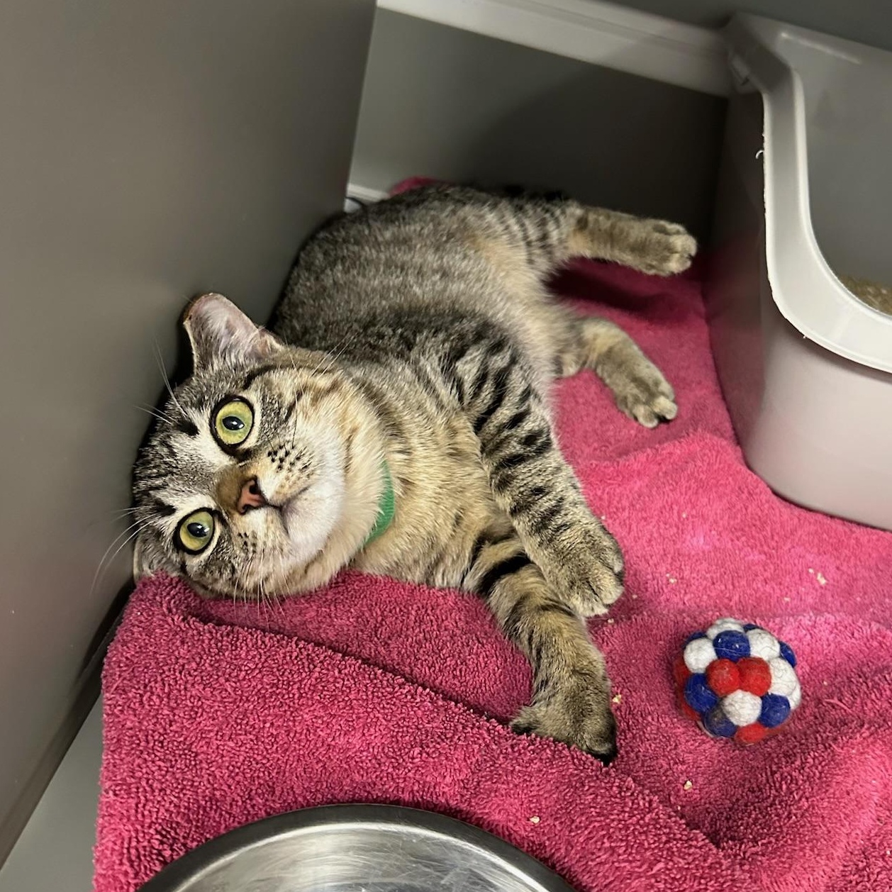 Enlarge Penelope, a ADOPTABLE Domestic Short Hair in Renton , WA image 4/6