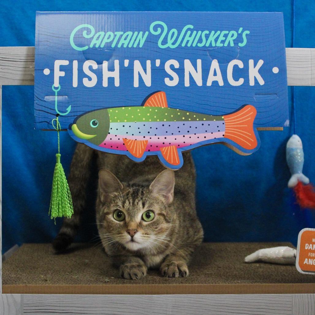 Enlarge Aphrodite, a Adoptable Domestic Short Hair in Canastota, NY image 1/4