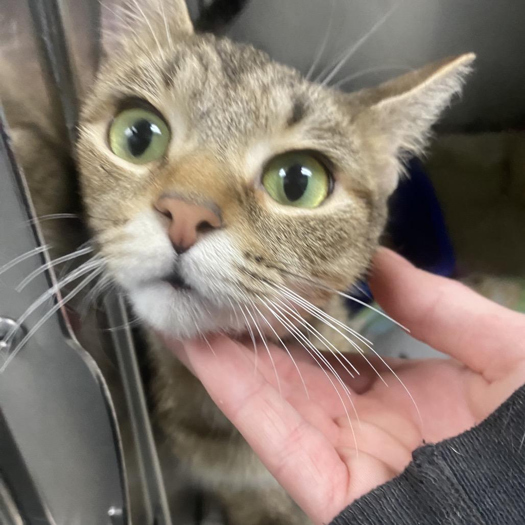 Enlarge Aphrodite, a Adoptable Domestic Short Hair in Canastota, NY image 2/4