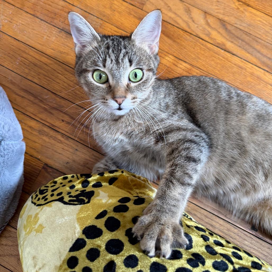 Enlarge Aphrodite, a Adoptable Domestic Short Hair in Canastota, NY image 3/4