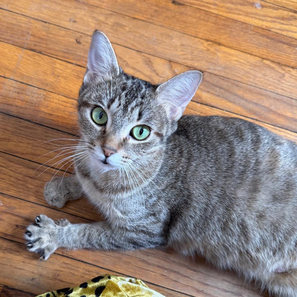 Enlarge Aphrodite, a Adoptable Domestic Short Hair in Canastota, NY image 4/4