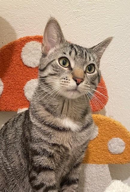 Dell (LE), an adopted Domestic Short Hair in Little Falls, NJ image 2/3